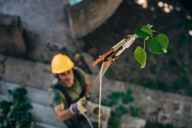 Best Arborist Consultation Services  in Oxford, IN